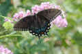 <em>Papilio glaucus</em> (Eastern Tiger Swallowtail) #3