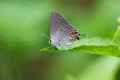 Gray Hairstreak