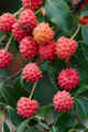 <em>Cornus kousa</em> Fruit