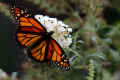 <em>Danaus plexippus</em> (Monarch)