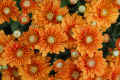 Orange Asters