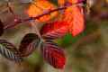 Bramble Leaves