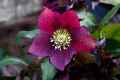 Red Hellebore #2