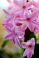 Pink Hyacinth