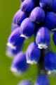 <em>Muscari</em> (Grape Hyacinth) #3