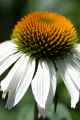 White Coneflower