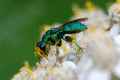 Cuckoo Wasp