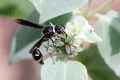 Potter Wasp