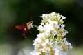 Sphinx Moth