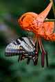 Tiger Swallowtail on Tiger Lily
