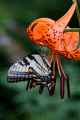 Tiger Swallowtail on Tiger Lily