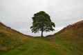 Sycamore Gap #1