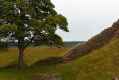 Sycamore Gap #2