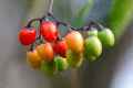 Nightshade Berries