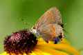 Red Banded Hairstreak