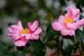 <em>Camellia sasanqua</em>