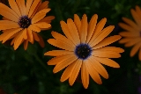 Cape Daisies