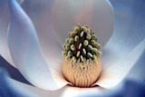 Southern Magnolia flower
