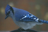 Blue Jay