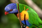 Rainbow Lorikeet