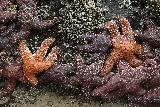 Starfish