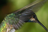 Jacobin hummingbird