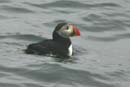 Atlantic Puffin