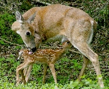 Doe and fawn