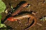 Broadhead Skinks