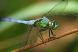 Eastern Pondhawk