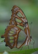 Malachite butterfly