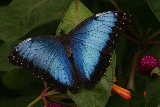 Blue Morpho