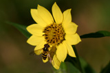 Flower with flower fly