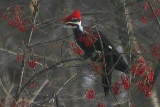 Pileated Woodpecker