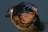 Barn swallow