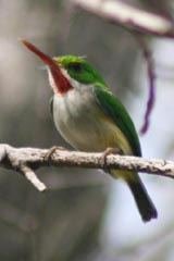 Puerto Rican Tody