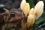 American toad and crocus flowers