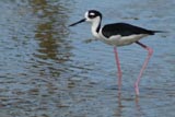 Black-necked stilt