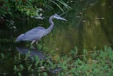 Great blue heron