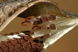 Milkweed seeds