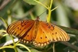 Gulf fritillary butterfly