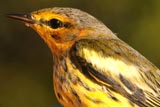 Cape May warbler