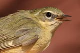 Female black-throated blue warbler