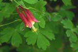 Columbine