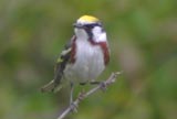 Chestnut-sided warbler