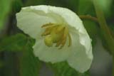 Mayapple flower