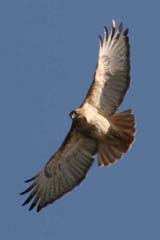 Red-tailed hawk