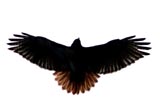 Red-tailed hawk silhouette