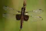 Female widowskimmer dragonlfy