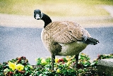 Canada Goose